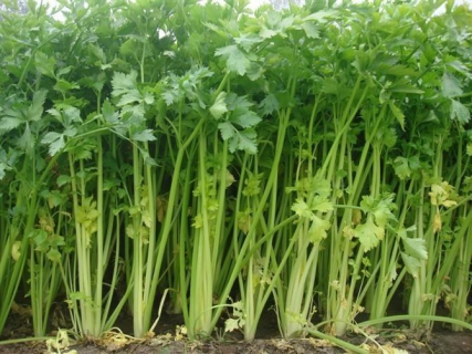 芹菜的种植有哪些施肥技术，附管理方式