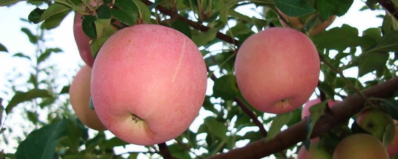 苹果的原产地和主要产地分别在哪，苹果的生长习性如何
