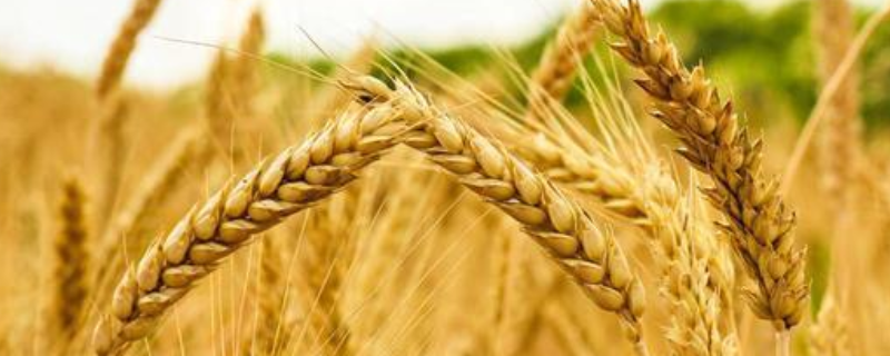 小麦原产地在哪，中国南北各省都有小麦产地吗