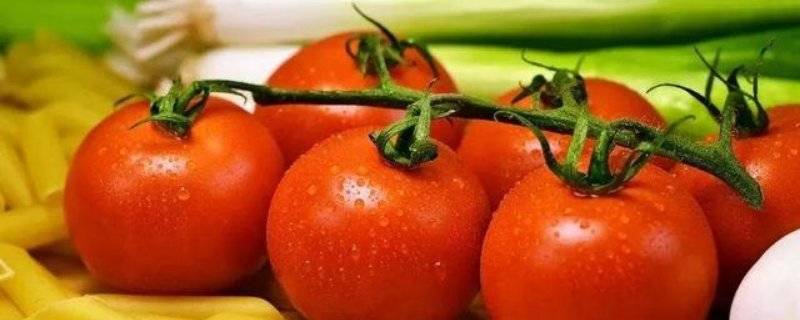 怎么防治有机番茄的病虫害，需做好以下几方面