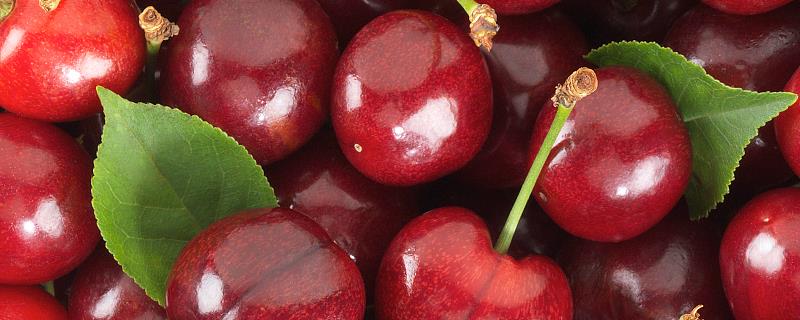 甜樱桃的高产栽培技术要点，怎样进行病虫防治