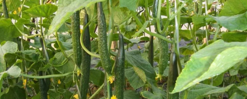 怎么秋季延后栽培大棚有机黄瓜，需做好以下几点