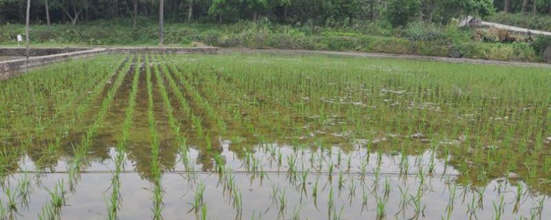 怎样给水稻秧田进行培肥，怎样调整营养土的结构