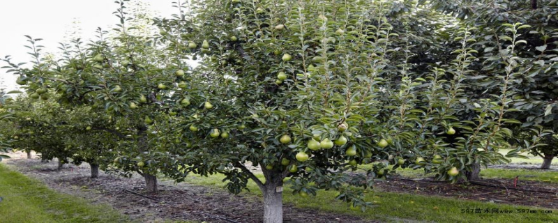 梨树的病害症状有哪些，防治方法有哪些