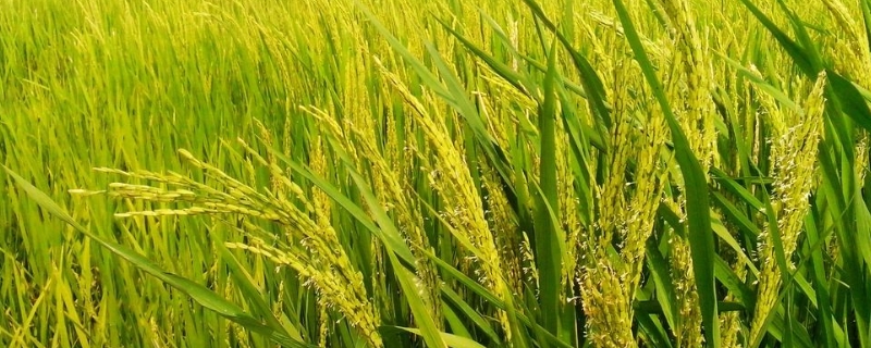 水稻病虫害的五大农业防治方法