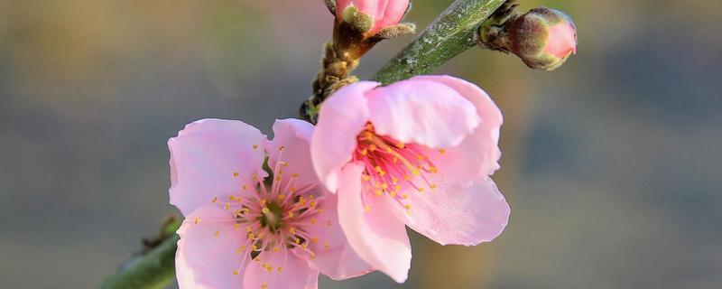 桃花的开花季节，桃花有哪些颜色，春季去哪里看桃花