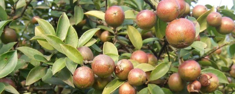 油茶树的生长环境是怎样的，一般多久挂果
