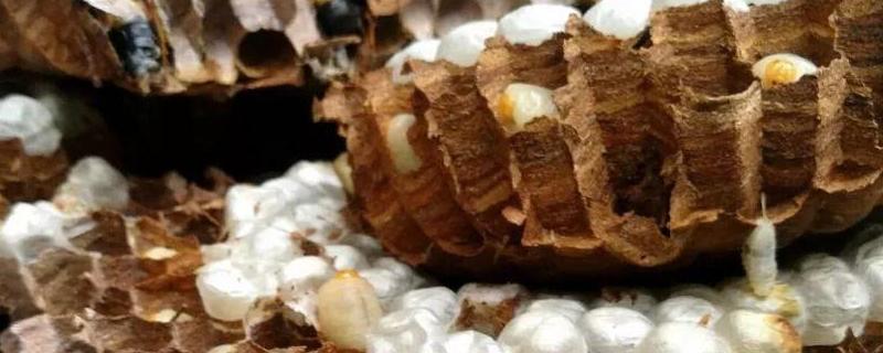 蜂蛹含有哪些营养成分，蛋白质是蜂蛹中最重要的成分