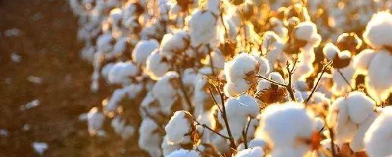 棉花的种植要点，注意事项有哪些