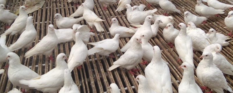 肉鸽养殖的基本常识与要点，肉鸽与信鸽的区别有哪些