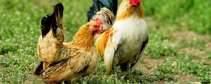 丝光鸡的原产地在哪里，有哪些养殖要点，价格如何
