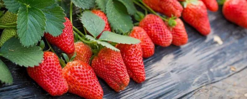 草莓科学施肥技术方法和时间用量，附其生长习性