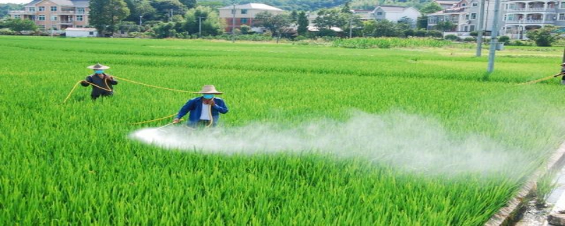 是否需要提高水稻病虫害的防治，水稻病虫害防治是一项什么工作
