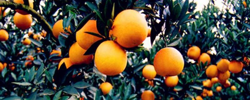 我国柑橘的施肥技术和注意事项，施肥的方法和用时用量