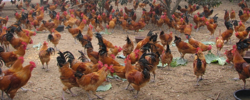 哪些项目适合农村禽类养殖创业，有哪些需要掌握的关键技术