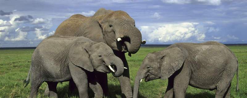 大象尾巴的作用是什么，大象主要吃哪些食物