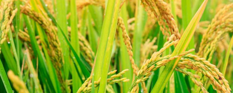 南方、北方水稻分别在几月丰收？两者差异的原因是什么