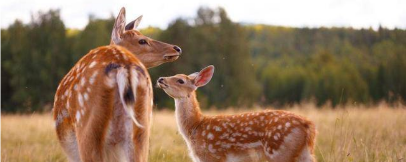 鹿的繁殖特点，尾巴主要有哪些功能