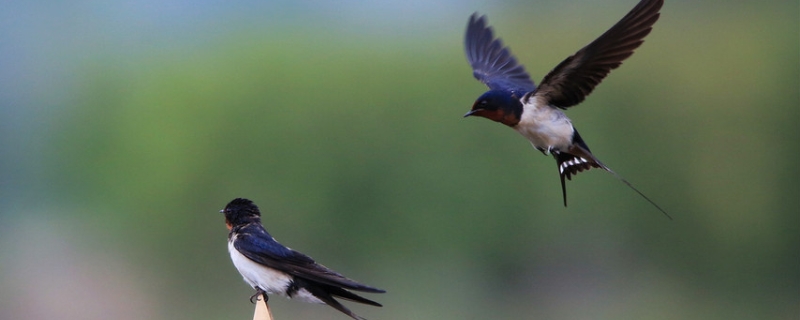 燕子的尾巴主要有哪些作用，燕子以什么为食，怎样筑巢