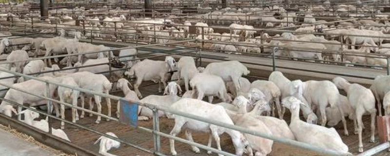 养殖肉羊的哪些品种比较好，附育肥技术
