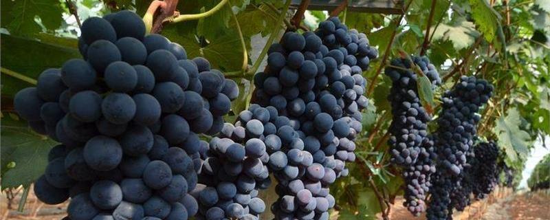 葡萄原产地在哪里，葡萄有多少个品种