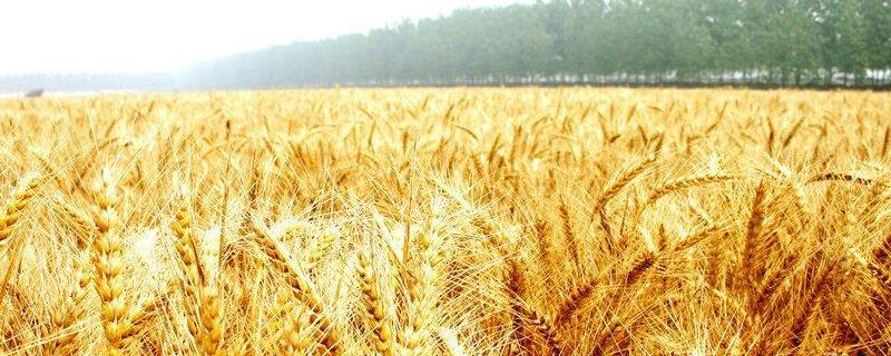 小麦收割后的籽粒抛洒问题，如何重视麦茬焚烧问题