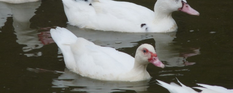 鸭子有哪些常见的品种，鸭子的尾巴起什么作用