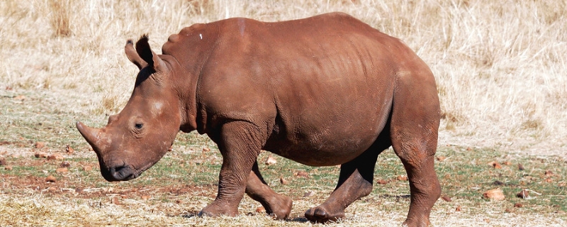 犀牛是否为哺乳动物，犀牛有哪些特点，它的尾巴有什么作用呢