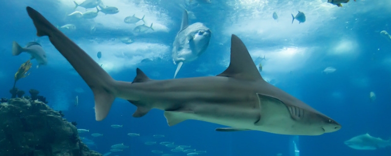 鲨鱼的常见种类有哪些，它的尾巴有哪些用处