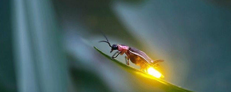 萤火虫以什么为食，萤火虫主要分布在哪