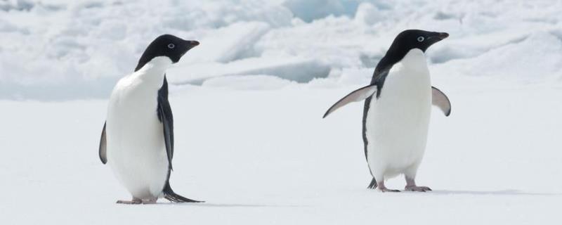 企鹅的尾巴有什么功能，主要有哪些企鹅品种