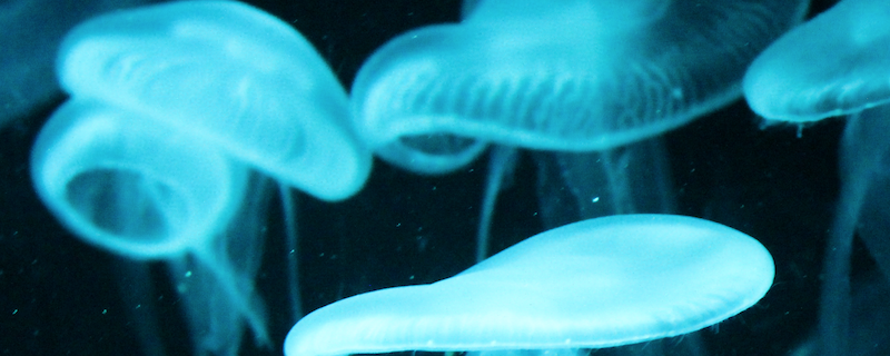 47米长管状水母在哪出现过，在水里怎么活动，以什么为食