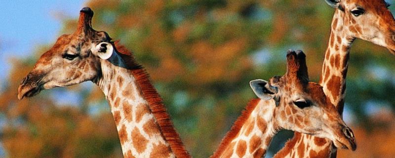 长颈鹿的尾巴有什么功能，主要亚种有哪些