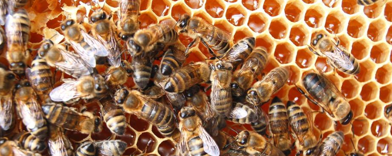 初次养蜜蜂时有哪些注意事项，新手常犯的错误有哪些