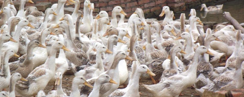 怎样养殖和管理蛋鸭，提高产蛋率的关键是什么