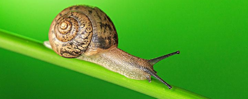 什么食物是蜗牛平时喜欢吃的，蜗牛有什么象征意义