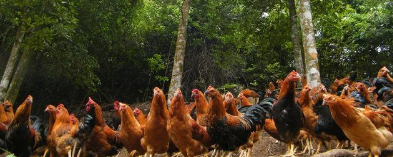 夏季养鸡有哪些需要注意的地方，怎样给养鸡场降温