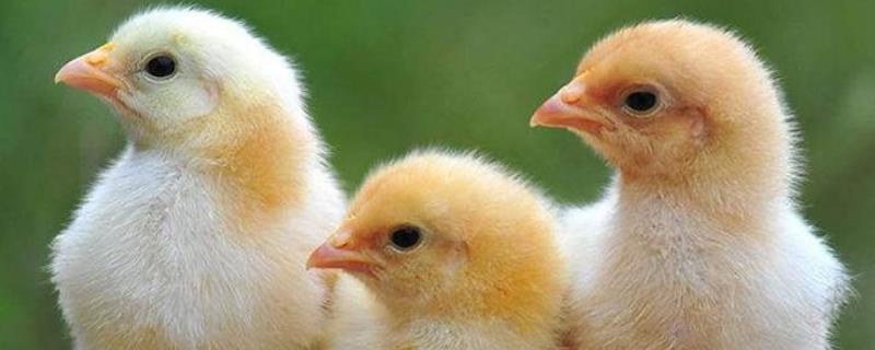 如何挑选优质的鸡苗，这是养出健康鸡的前提