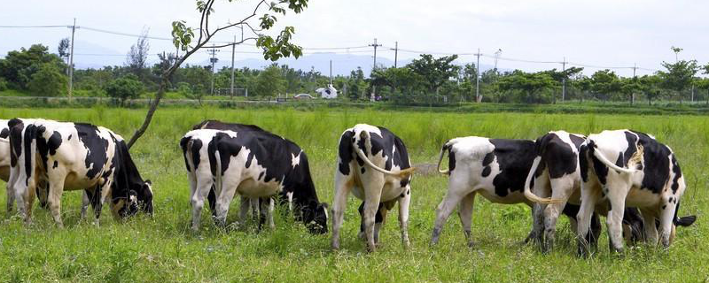 奶牛品种如何选择，养殖方法是什么