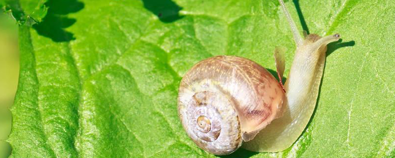 蜗牛是益虫还是害虫，有哪些价值