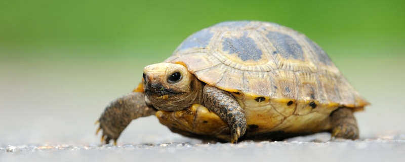 爬行动物乌龟有哪些具体种类，它的生活习性如何