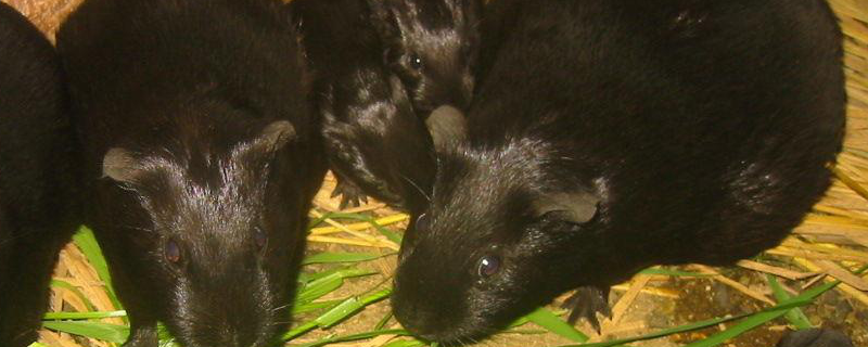 黑豚的生活习性是什么样的，人工正确的养殖方法