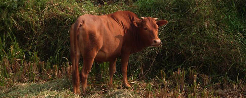 北京地区养殖什么品种的牛最好，详细介绍