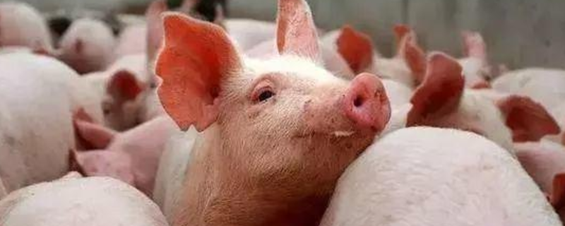 为什么美国人养猪效益会比中国人养的好，这四大催肥绝招是关键