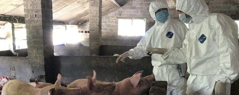 非洲猪瘟传播速度，大概是几天，传染牛羊吗？