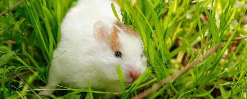 养仓鼠会染上鼠疫吗，正确的饲养方法是什么