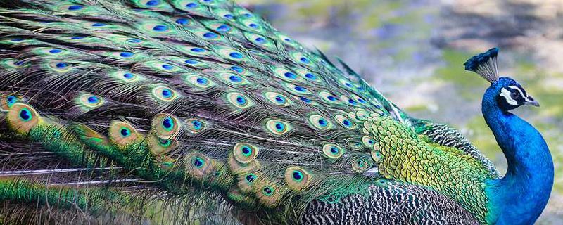 孔雀有哪些品种，尾巴的作用是什么