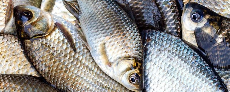 目前市场上常见的鱼有哪些，鱼的尾巴有哪些作用