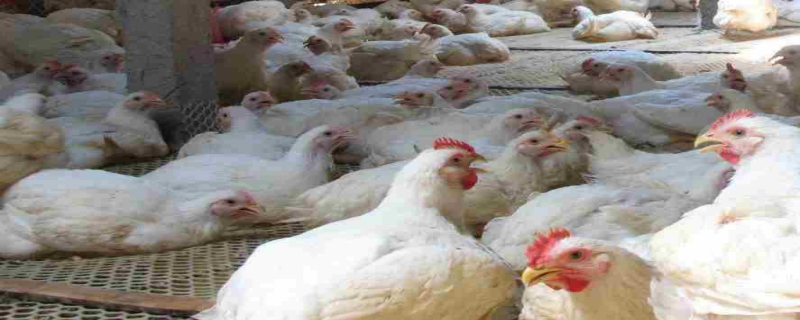 怎样运用科学的饲养方法来刺激肉鸡吃料，肉鸡的科学管理有哪些