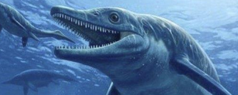 龙王鲸的体型有多大，食物是什么